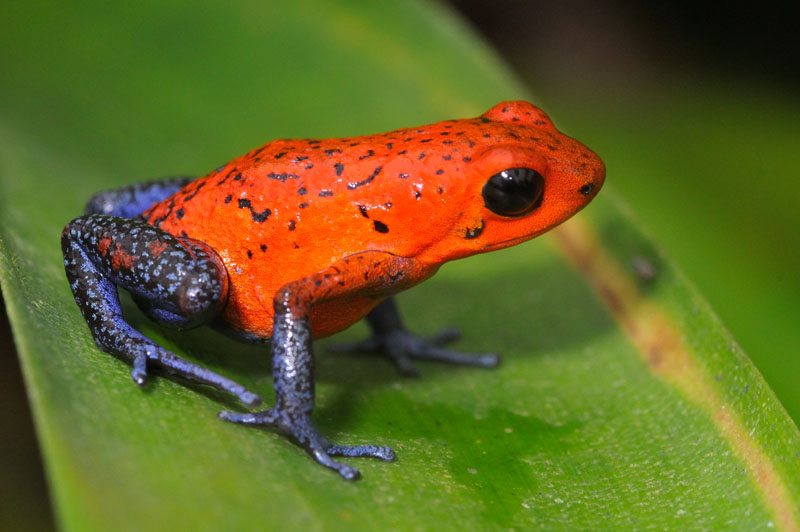 costa rica, grenouille, blue jean